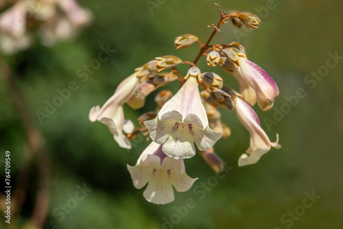 Paulownia kawakamii tree blooms in the park during spring season. photo