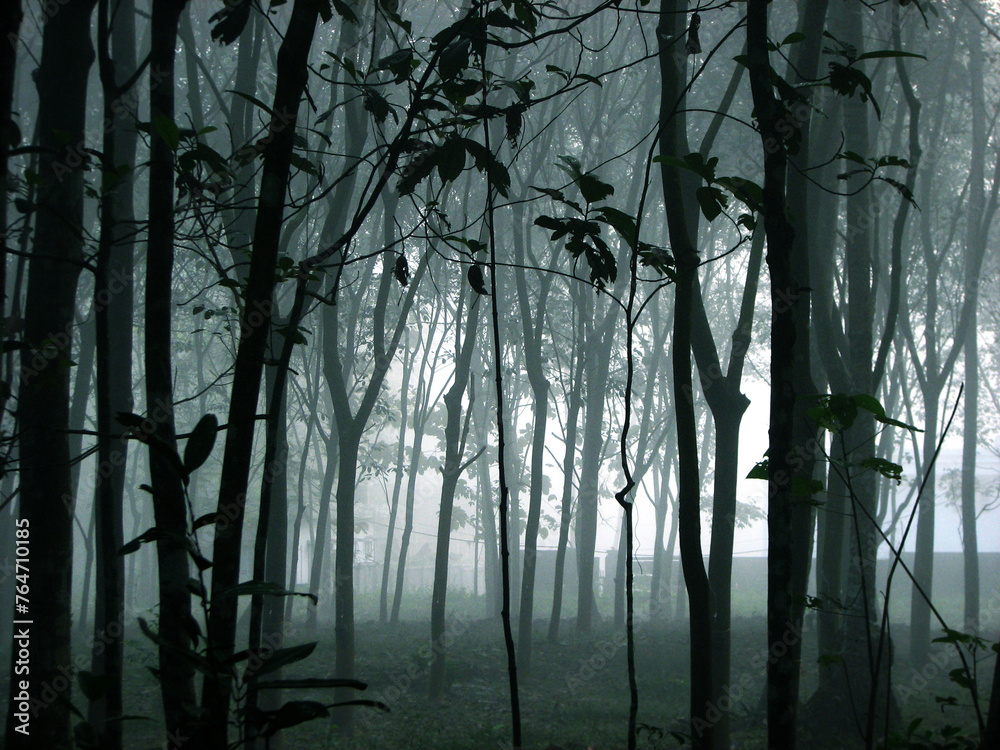 Obraz premium A misty morning amidst dense trees