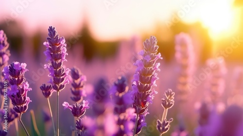 Blooming purple lavender in field at sunset close-up. Beautiful natural background. Lavender sprigs, fragrant flowers, ingredient for making perfumes and cosmetics. Aromatherapy