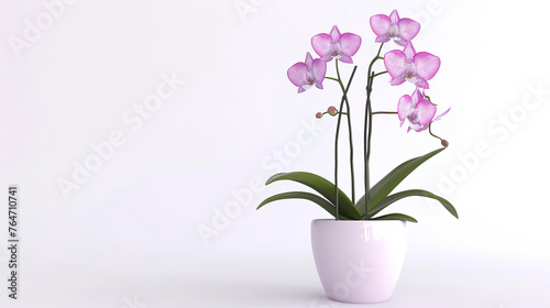  potted orchid with delicate, cascading flowers, a symbol of elegance, isolated on a white background.