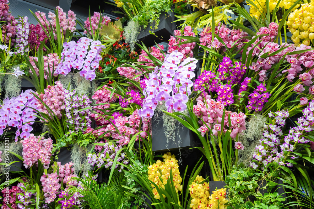 Fototapeta premium 世界の洋蘭