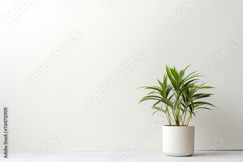 Potted plant on table in front of white wall, in the style of minimalist backgrounds, exotic