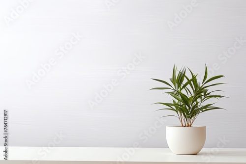 Potted plant on table in front of white wall, in the style of minimalist backgrounds, exotic