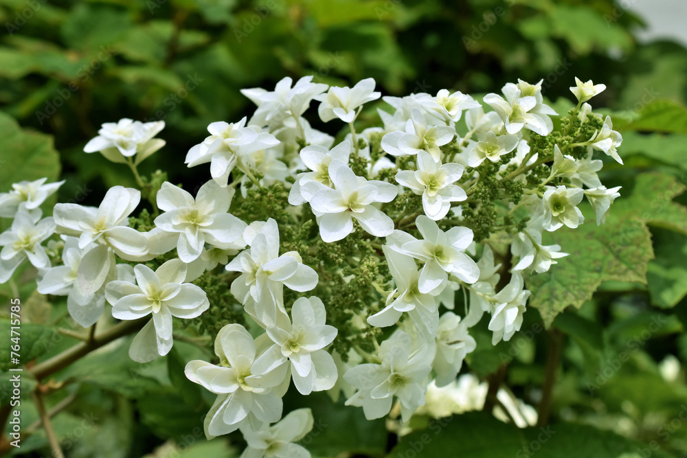 白い紫陽花 白い紫陽花