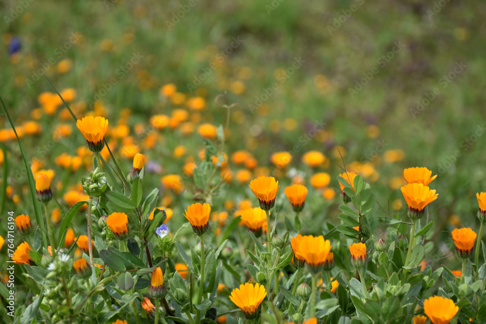 空地に咲くオレンジ色の花