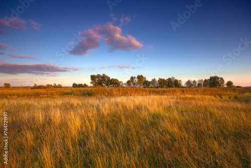 Vibrant autumn nature scene. Sunset scenery with dry grass meadow under the deep blue sky with pink clouds.