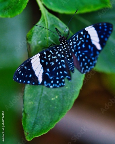 Schmetterling