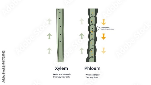 Xylem and phloem water and minerals transportation system outline diagram, Scientific Designing of Xylem And Phloem Scheme, Nutrient And Mineral Transportation, plants transport nutrient and water 