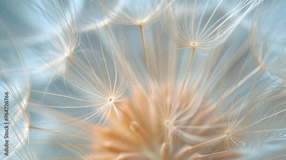 Obraz premium intricate dandelion seed head, ideal for illustrating themes of nature, growth, or transition in a blog or as a piece of calming wall art.