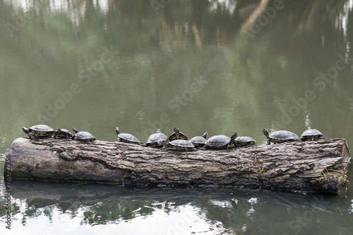 Twelve turtles on a log waiting for the sun.   photo