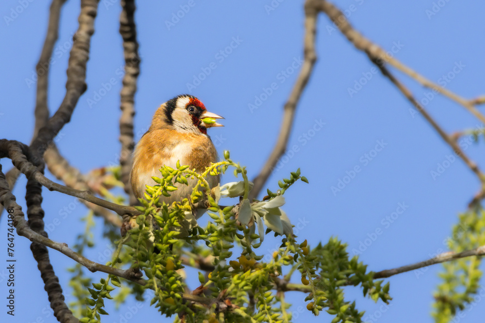 Fototapeta premium European Goldfinch in the morning light