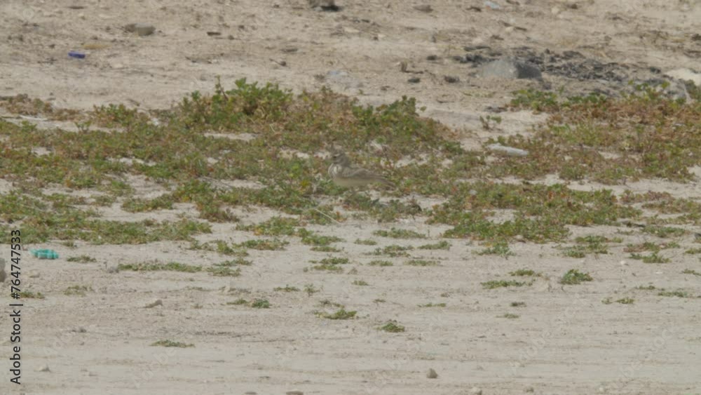 Two crested larks foraging in desert area in Riffa Two crested larks foraging in desert area in Riffa