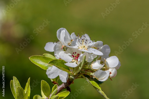 Common pear, Wild pear (Pyrus Domestica), spring flowers