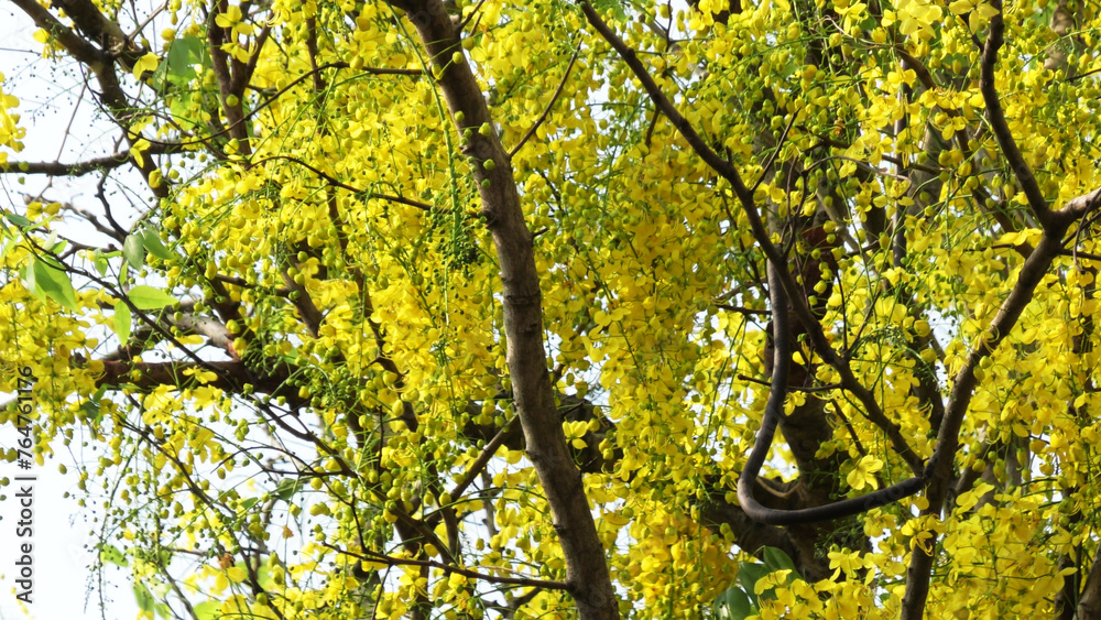 Fototapeta premium Beautiful golden shower tree in full bloom