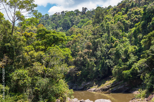 Rainforest in Ranomafana national park in Madagascar photo