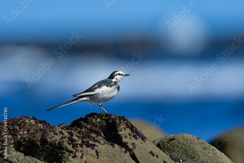 海岸等の水辺で見られる白黒のスマートな小鳥、ハクセキレイ © trogon