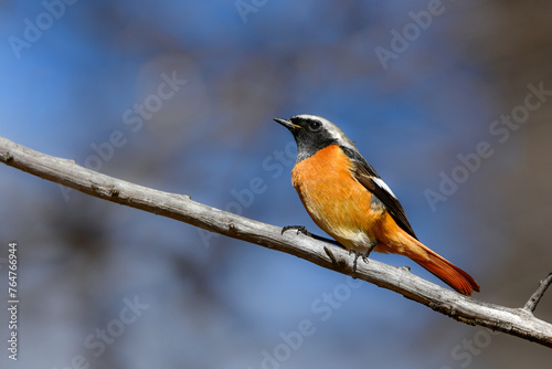 冬に見られるオレンジと黒が色鮮やかな美しい渡り鳥ジョウビタキ