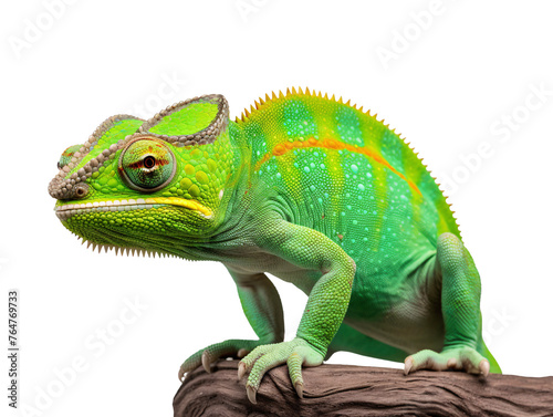 a green lizard on a branch