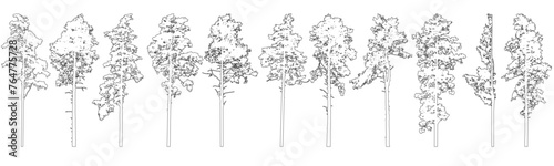 Contour of tall coniferous trees, set of beautiful pine trees. Vector illustration.