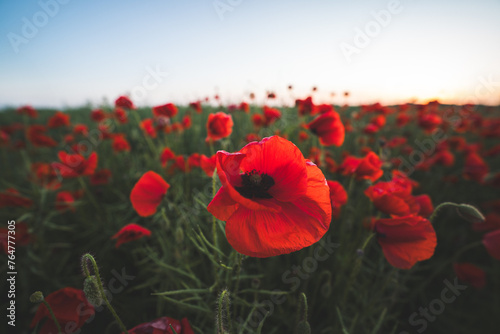 Poppy field during sunset on countryside.