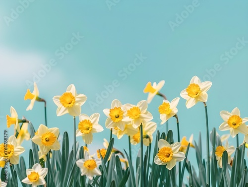 Spring image of white and yellow daffodils on blue sky background, muted colors. Retro style.