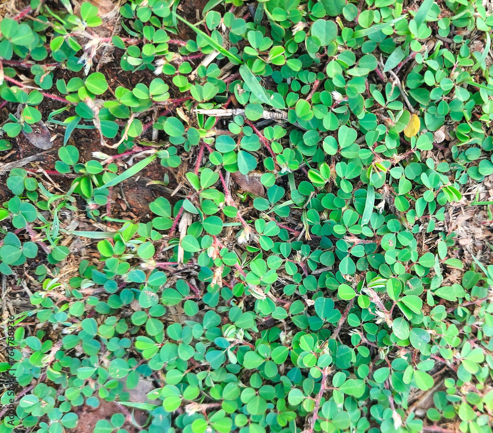 Green plant leaves background, top view. Nature spring concept