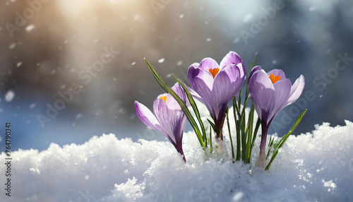Beautiful crocuses in the snow. First spring flowers. Early spring. Symbol of peace and joy. © alionaprof