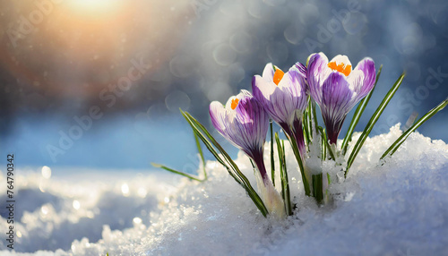 Beautiful crocuses in the snow. First spring flowers © alionaprof