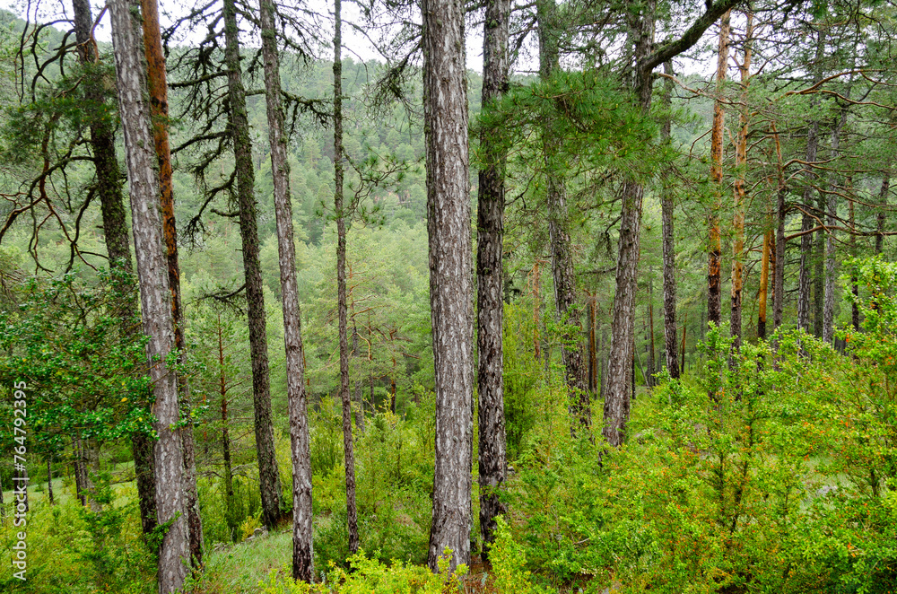 Obraz premium Bosque de pinos