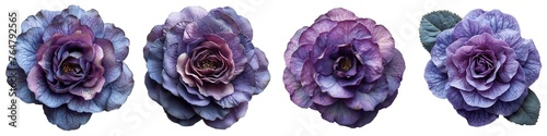 Set of lavender rosette flowers isolated on transparent background