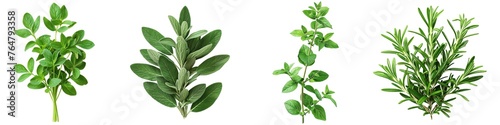Set of fresh aromatic herbs isolated on transparent background