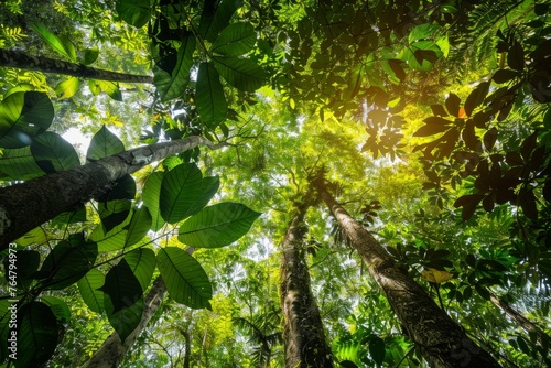 View beneath tropical forest canopy  sunlight filtering through leaves creating patterns of light and shadow