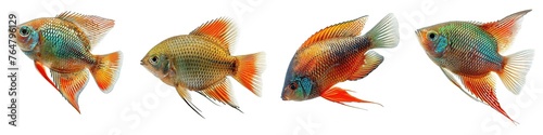 Set of gourami fish with different colors and a red stripe isolated on transparent background