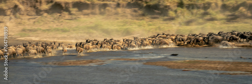 Slow pan panorama of zebras and wildebeest © Nick Dale