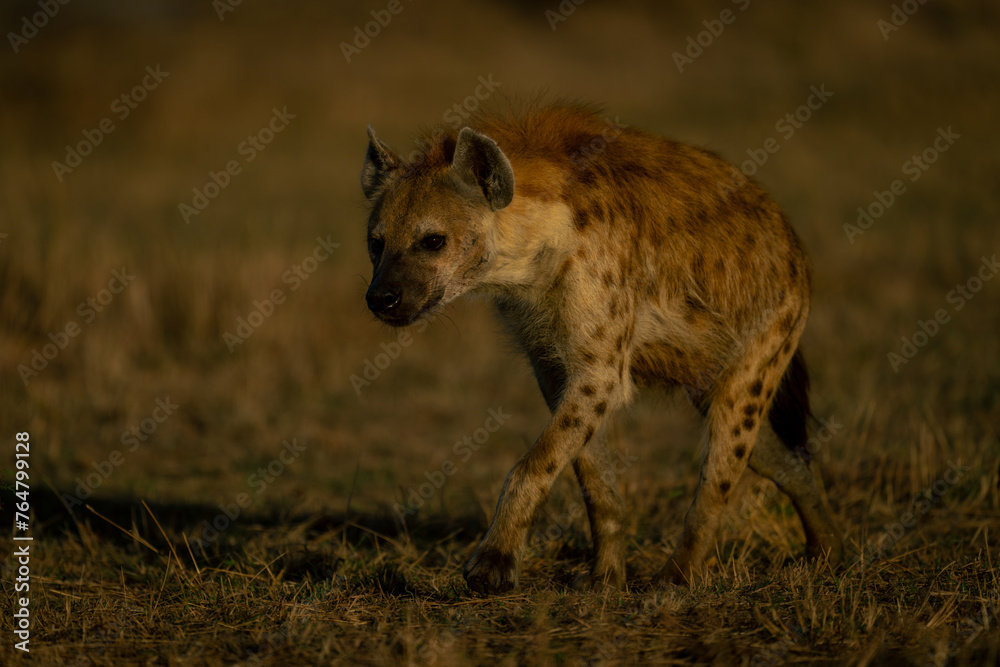 Spotted hyena walks across savannah at dawn Spotted hyena walks across savannah at dawn