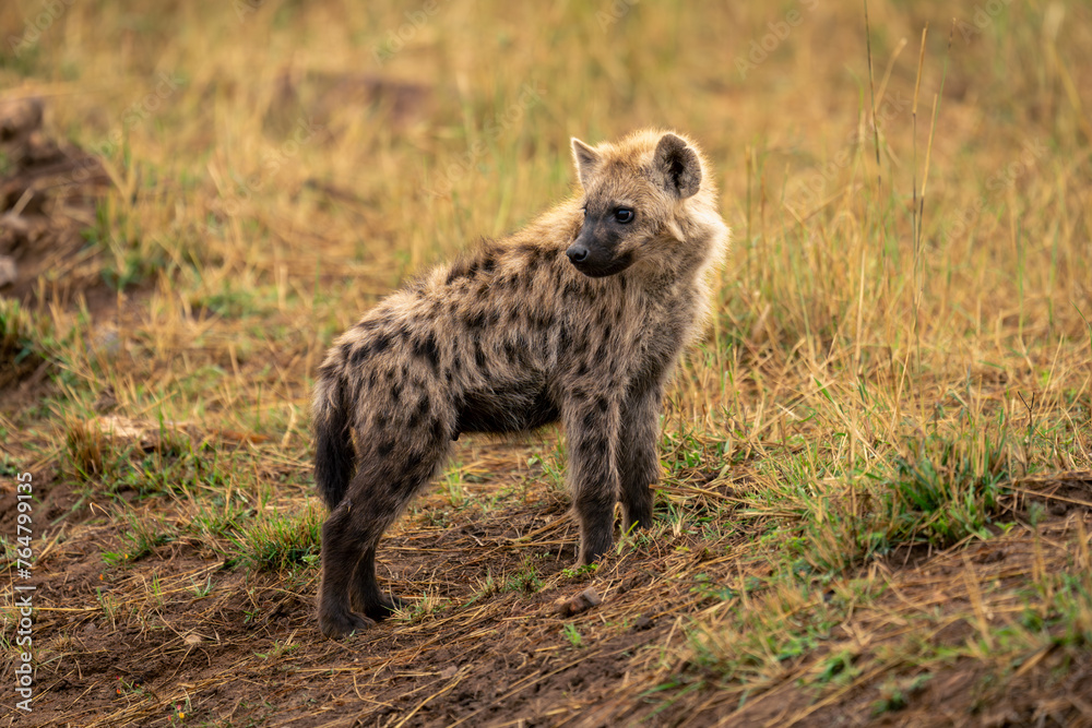 Spotted hyena stands on bank looking back Spotted hyena stands on bank looking back