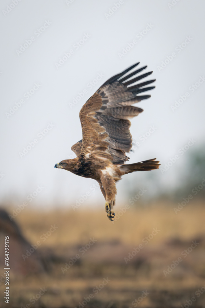 Tawny eagle flies over savannah lifting wings Tawny eagle flies over savannah lifting wings