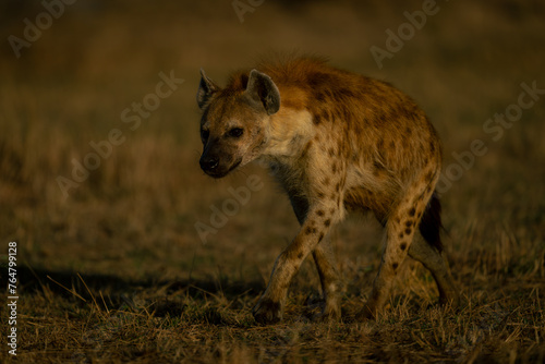 Spotted hyena walks across savannah at dawn