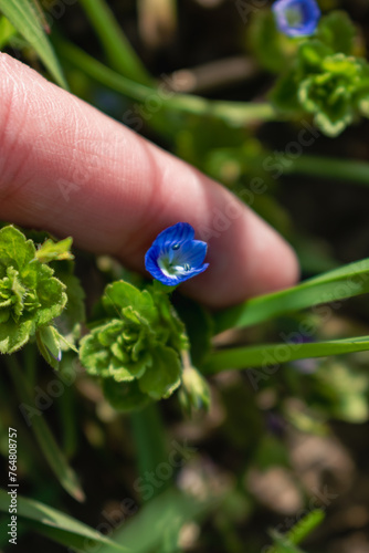 Veronica persica or bird's eye speedwell flower at springtime are small bright blue flower