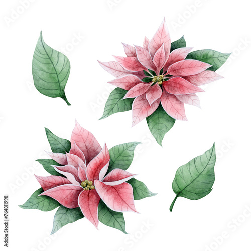 Pink poinsettia Christmas flowers and leaves watercolor illustration set isolated on white background. Winter holidays florals collection of elements for greeting cards and festive banners