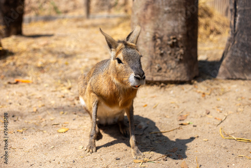 selective focus Patagonian mara animal in the cafe Wild animals are used as a selling point to attract customers to the store with an activity to feed wild animals up close