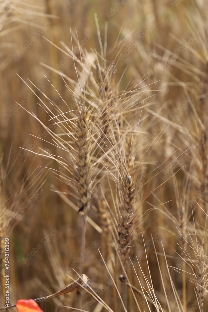 Closeup of Khorasan wheat plants in agricultural field Closeup of Khorasan wheat plants in agricultural field