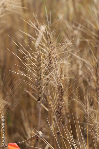 Closeup of Khorasan wheat plants in agricultural field
