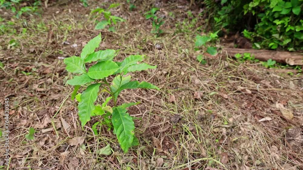 Young coffee plant growing in a plantation in daytime with blur background Young coffee plant growing in a plantation in daytime with blur background