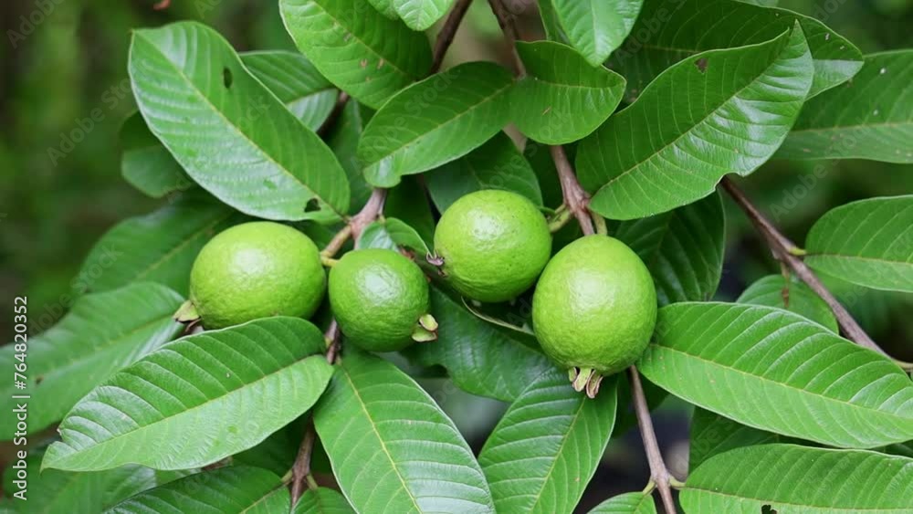 Closeup shot of passion fruits growing on a tree in a plantation in daytime with blur background