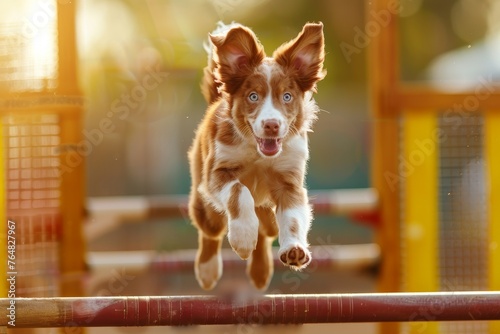 High-energy image capturing an excited brown and white dog leaping over an obstacle in an agility course