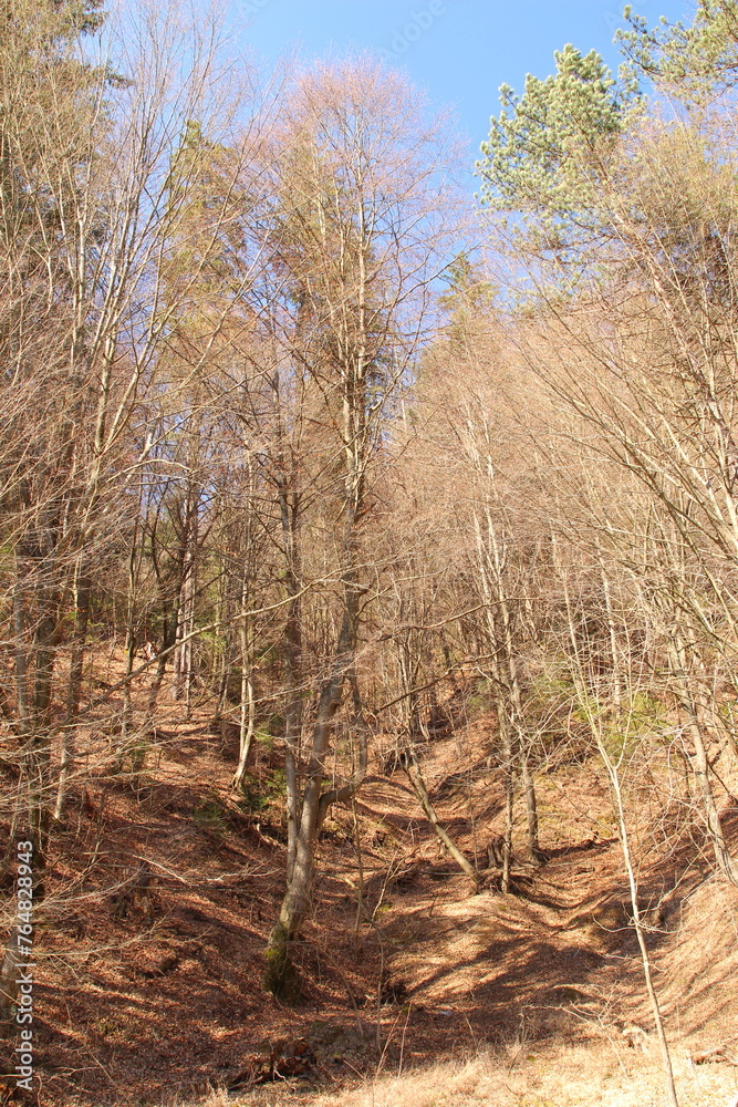 Fototapeta premium A group of trees