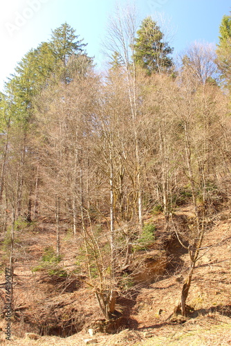 A group of trees in a forest