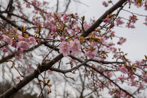 樹木公園の河津桜