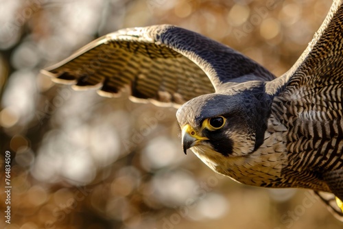 A majestic Peregrine Falcon is captured mid-flight, showcasing its powerful wings and intense gaze
